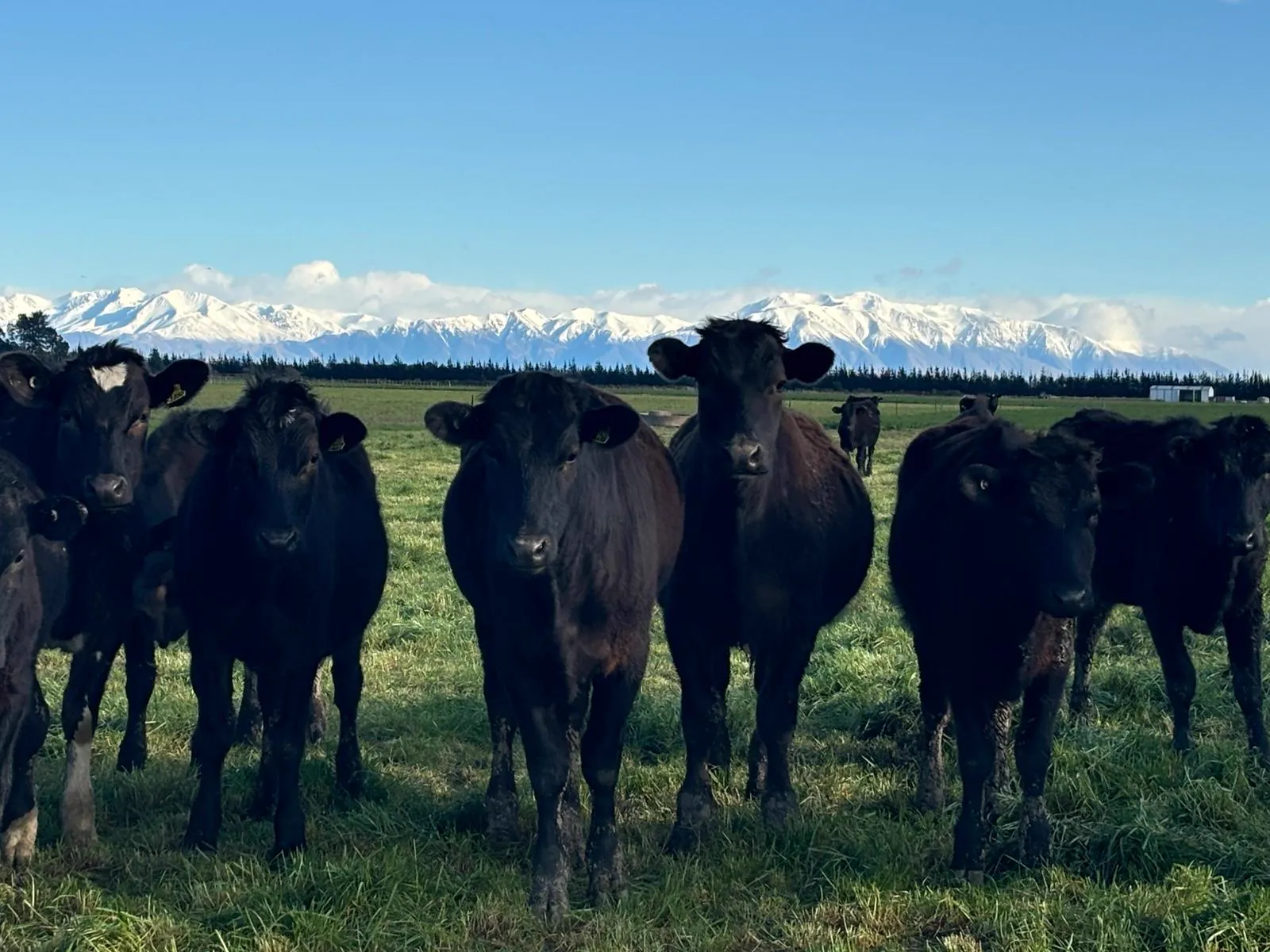 Cattle with New Zealand mountains behind them